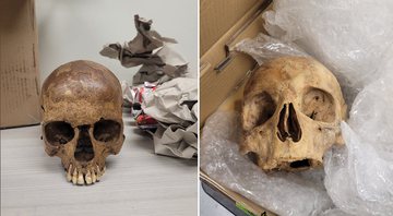 Crânios que foram encontrados em caixas - U.S. Customs and Border Protection