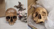 Crânios que foram encontrados em caixas - U.S. Customs and Border Protection