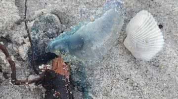 Caravela-portuguesa encontrada em praia americana - Arquivo Pessoal