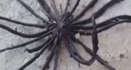 Imagem do animal chamado de estrela-pena - Divulgação/Youtube/3W Daily/2.dez/2020