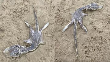 Criatura misteriosa encontrada em praia na Inglaterra - Reprodução/Reddit