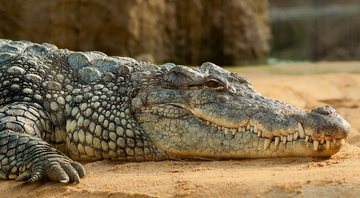 Imagem meramente ilustrativa de um crocodilo - Divulgação/Pixabay