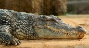 Imagem meramente ilustrativa de um crocodilo - Divulgação/Pixabay