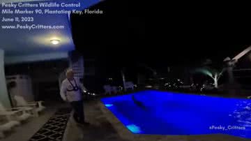 Imagem do crocodilo dentro da piscina - Reprodução/Vídeo/UOL