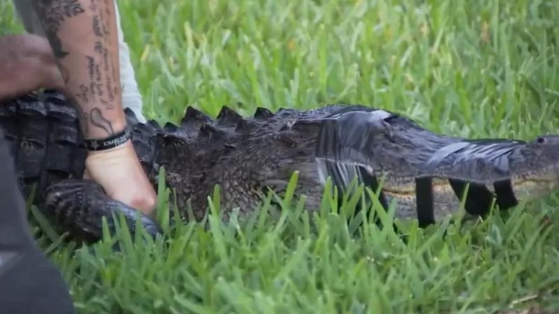 Crocodilo imobilizado com auxílio de fita isolante - Divulgação / Fox 13