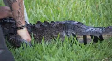 Crocodilo imobilizado com auxílio de fita isolante - Divulgação / Fox 13