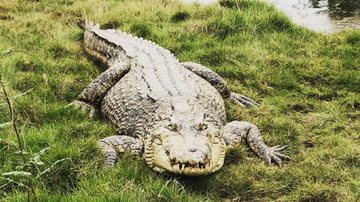 Crocodilo de fazenda australiana - Reprodução/Redes Sociais/kooranacrocodilefarm