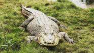 Crocodilo de fazenda australiana - Reprodução/Redes Sociais/kooranacrocodilefarm