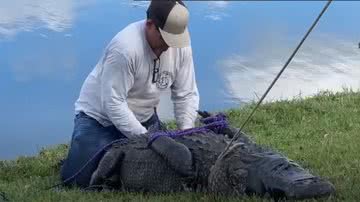 Imagem mostrando a captura do crocodilo - Divulgação/ Autoridades da Flórida