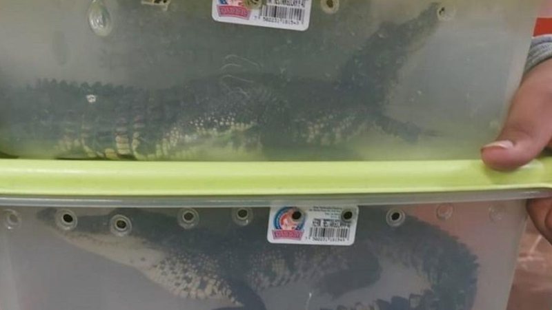 Crocodilos sendo carregados em potes - Divulgação /SSC CDMX/ Via Chilango
