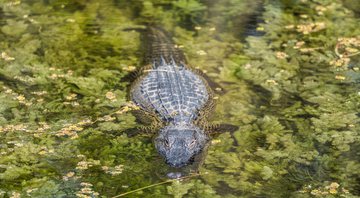 Imagem meramente ilustrativa de crocodilo em lago - Divulgação/Pixabay
