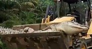 Imagem do crocodilo morto sendo carregado - Divulgação / The Sun
