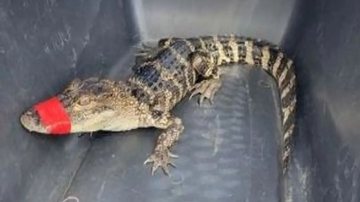 Fotografia do crocodilo sequestrado - Divulgação/ Comissão de Conservação de Peixes e Vida Selvagem da Flórida