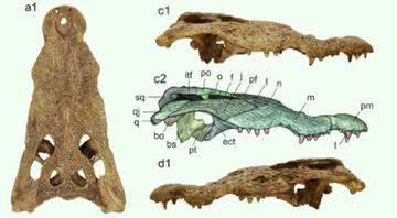 Imagens do crânio de crocodilo encontrado na Líbia - Divulgação