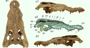 Imagens do crânio de crocodilo encontrado na Líbia - Divulgação