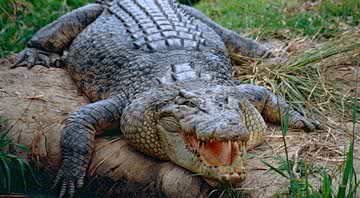 Imagem ilustrativa de crocodilo-de-água-salgada, espécie encontrada na Austrália - Bernard Dupont via Wikimedia Commons