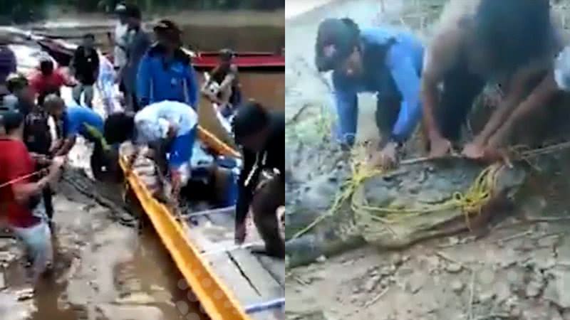 Equipe de buscas capturando crocodilo na Indonésia - Divulgação/Vídeo/Newsflare