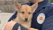 Filhote encontrado pela ONG Dallas Animal Services Adoption Center, nos EUA - Reprodução/Youtube/WFAA