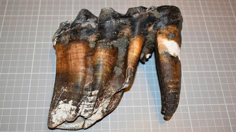 Dente de mastodonte encontrado em praia da Califórnia - Museu de História Natural do Condado de Santa Cruz