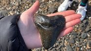 Dente de megalodon encontrado em praia - Sophie Freestone/arquivo pessoal