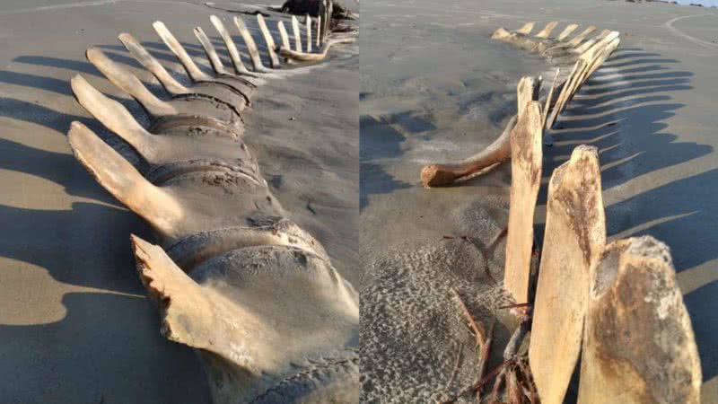 Esqueleto encontrado na praia - Acervo Pessoal/Marcelo Rodrigues