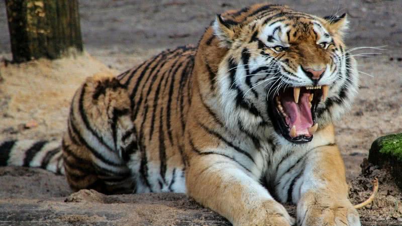 Tigre A Design Animal - Foto gratuita no Pixabay - Pixabay