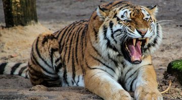 Imagem ilustrativa de um tigre - Pixabay