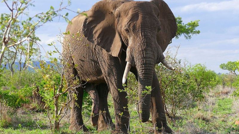 Fotografia de elefante africano - Wikimedia Commons