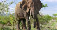 Fotografia de elefante africano - Wikimedia Commons