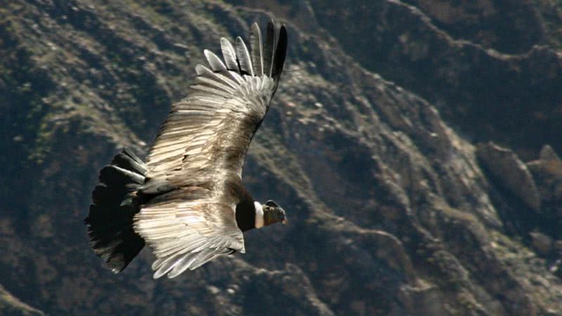 Fotografia de condor voando - Wikimedia Commons