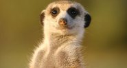 Fotografia de suricato - Wikimedia Commons