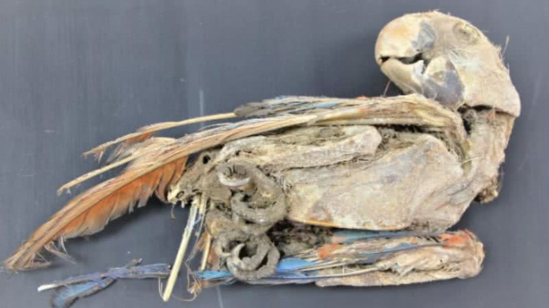 Fotografia de papagaio mumificado - Divulgação / Universidade de Tarapacá