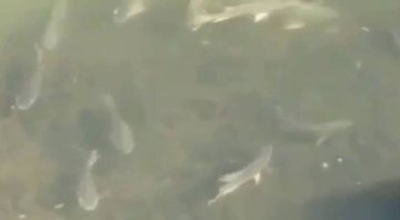 Trecho de vídeo mostrando peixes no Rio Pinheiros - Divulgação