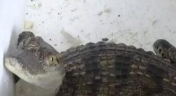 Fotografia de crocodilo após ser levado a autoridades - Divulgação