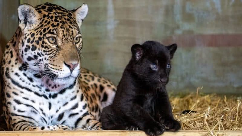 Fotografia da mãe com seu filhote - Divulgação / Big Cat Sanctuary