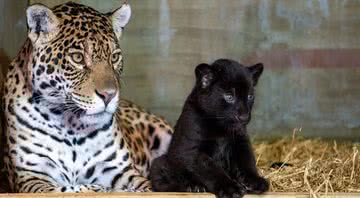 Fotografia da mãe com seu filhote - Divulgação / Big Cat Sanctuary