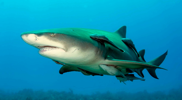Tubarão-limão - Albert Kok/Wikimedia Commons