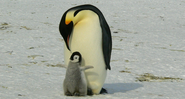 Pinguim-imperador adulto junto a um filhote - Imagem de Siggy Nowak por Pixabay