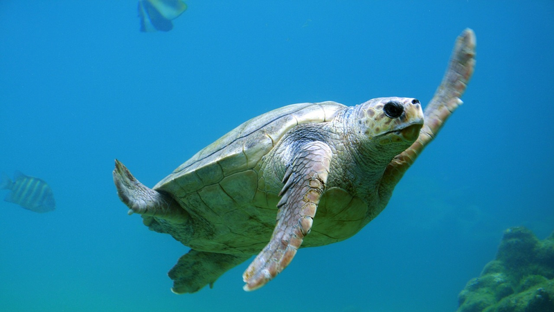 Uma tartaruga-marinha nada no oceano - Imagem de Free-Photos por Pixabay