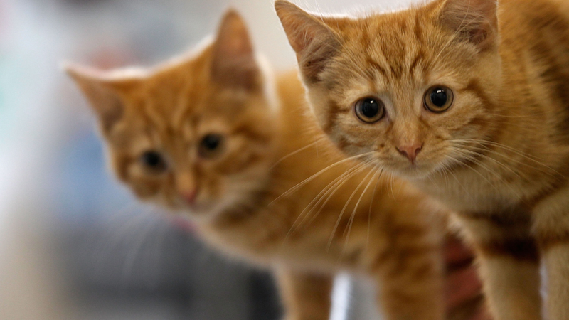 Imagem ilustrativa de gatos - Getty Images