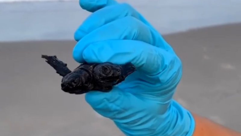 Trecho de vídeo que mostra o animal - Divulgação / Facebook/ Cape Hatteras National Seashore