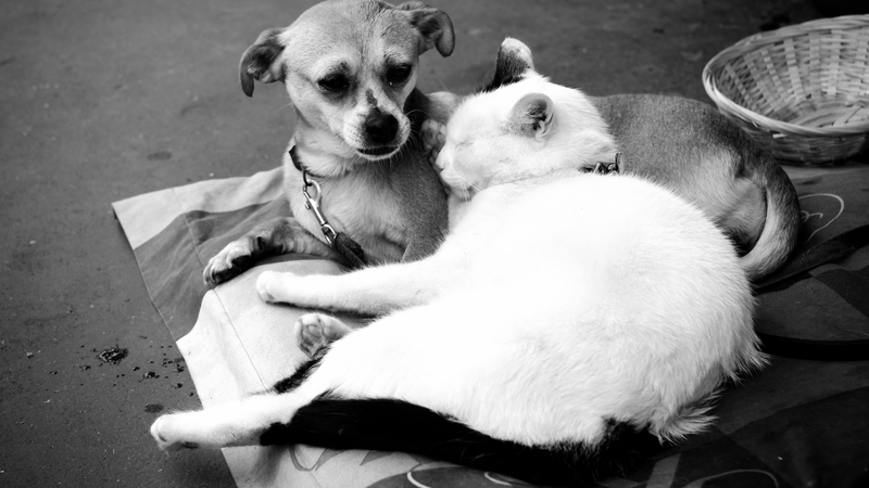 Imagem ilustrativa de cão e gato juntos - Getty Images