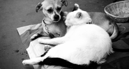 Imagem ilustrativa de cão e gato juntos - Getty Images