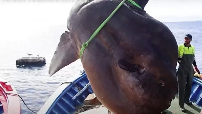 O peixe-lua encontrado pesava 2 toneladas - Divulgação / Youtube / Voa News
