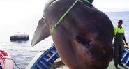 O peixe-lua encontrado pesava 2 toneladas - Divulgação / Youtube / Voa News