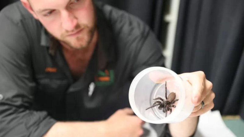 A aranha foi doada ao parque de maneira anônima - Divulgação/The Australia Reptile Park
