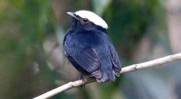 Manakin-de-coroa-branca - Divulgação / Phillip Edwards, Macaulay Library e Cornell Lab of ornithology