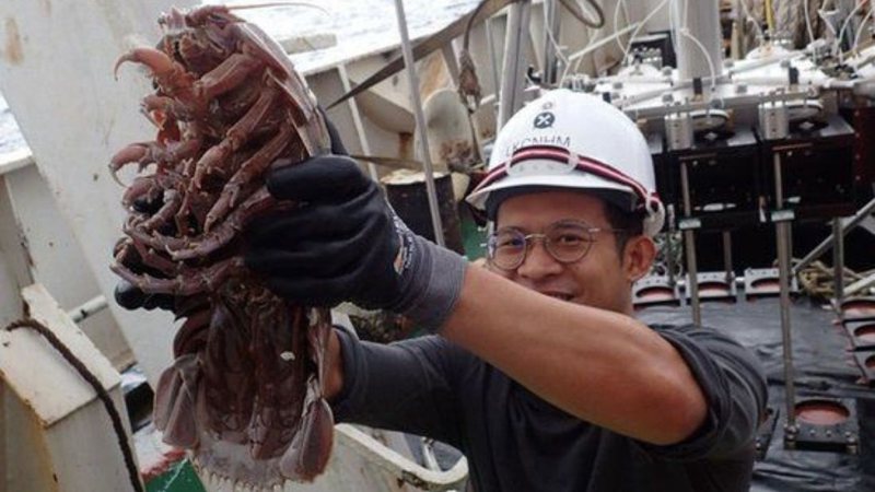'Barata gigante' encontrada no mar