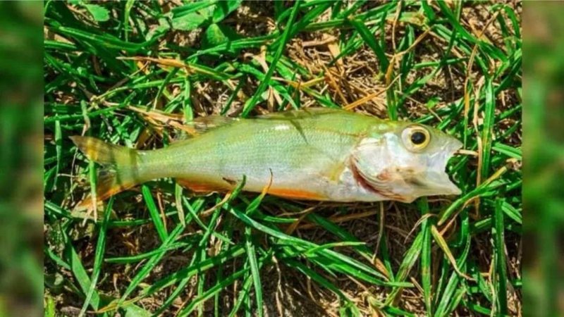 Um dos peixes encontrados após ' chuva' ocorrida no Texas - Divulgação / Facebook