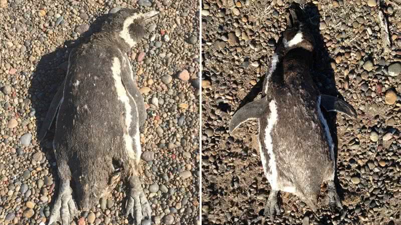 Pinguins encontrados mortos no ano de 2019